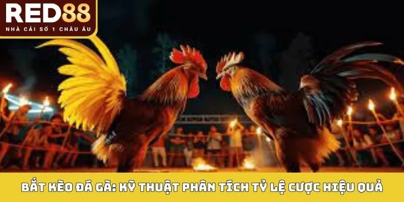 Bắt kèo đá gà tại Red88