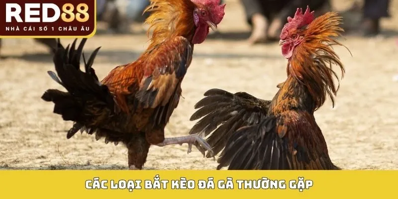 Các loại Bắt kèo đá gà thường gặp