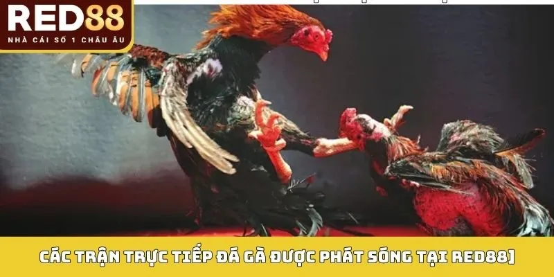 Các trận Trực tiếp đá gà được phát sóng tại RED88