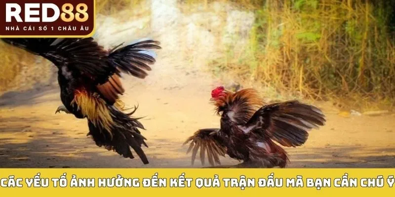 Các yếu tố ảnh hưởng đến kết quả trận đấu mà bạn cần chú ý