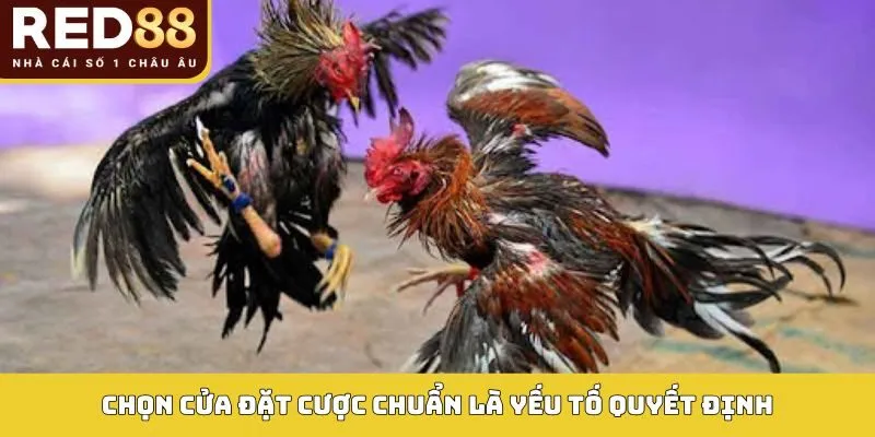 Chọn cửa đặt cược chuẩn là yếu tố quyết định