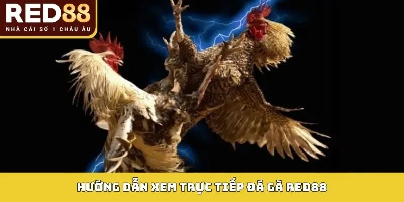 Hướng dẫn xem trực tiếp đá gà RED88