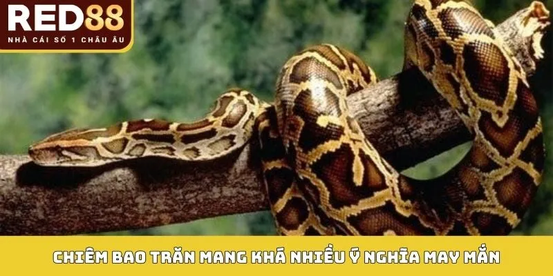 Chiêm bao trăn mang khá nhiều ý nghĩa may mắn