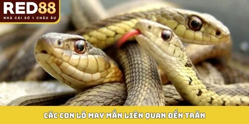 Các con lô may mắn liên quan đến trăn