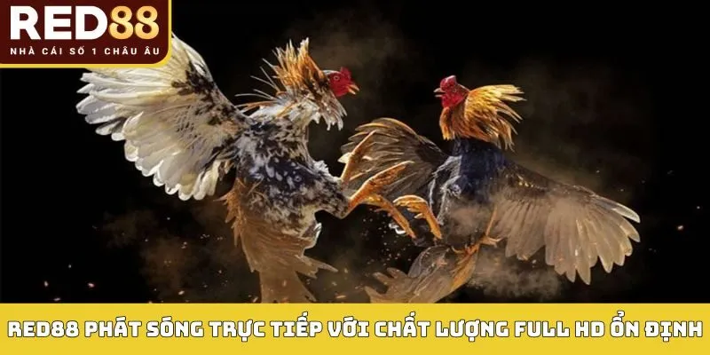 Red88 phát sóng trực tiếp với chất lượng Full HD ổn định