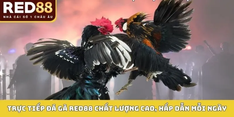 Trực Tiếp Đá Gà Red88