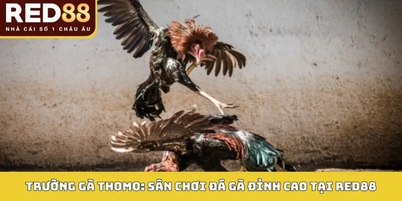 Trường gà Thomo tại Red88